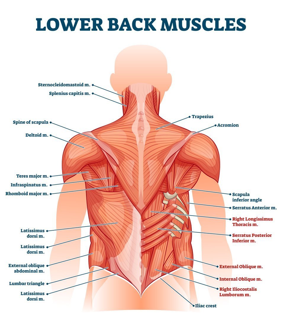 What Muscles Does a Rowing Machine Target? - Healthy Dad Project