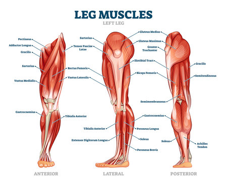 What Muscles Does a rowing machine work out leg muscles